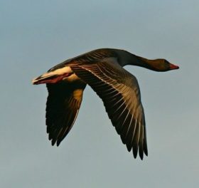 コネクテッドTVを「金の卵を産むガチョウ」に育てるには